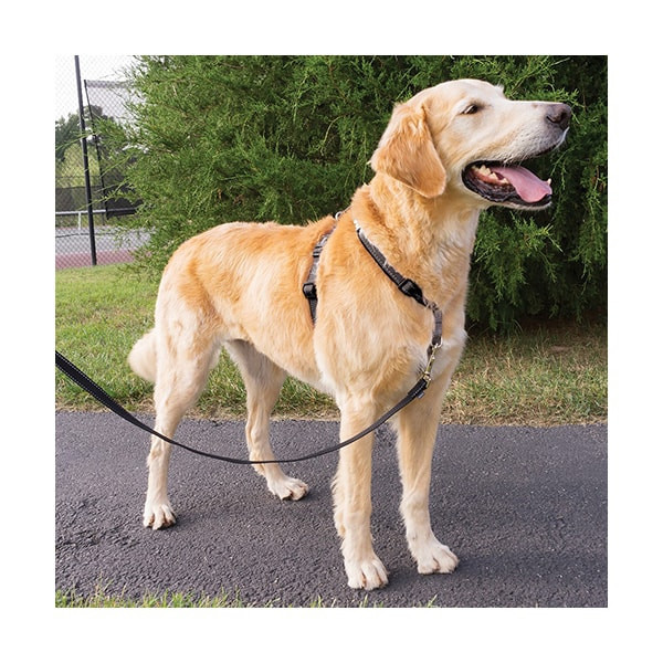 EasyWalk Harnais Noir "3 en 1" pour Chien