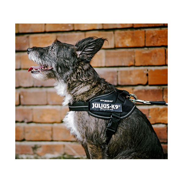 Harnais IDC Power Julius K9 Noir