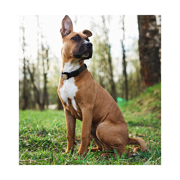 Kippy Evo GPS & Moniteur d'Activité - Green Forest