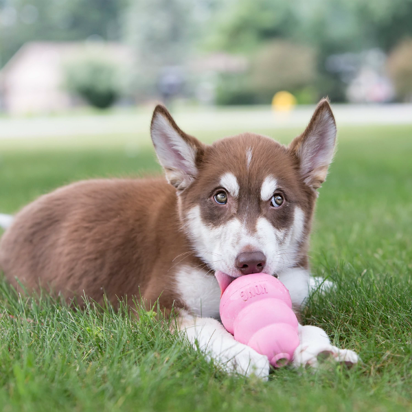 KONG Puppy en Caoutchouc pour Chiot