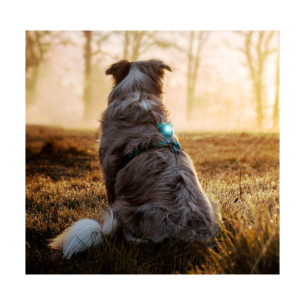 Orbiloc Lampe LED Dog Dual Safety Light