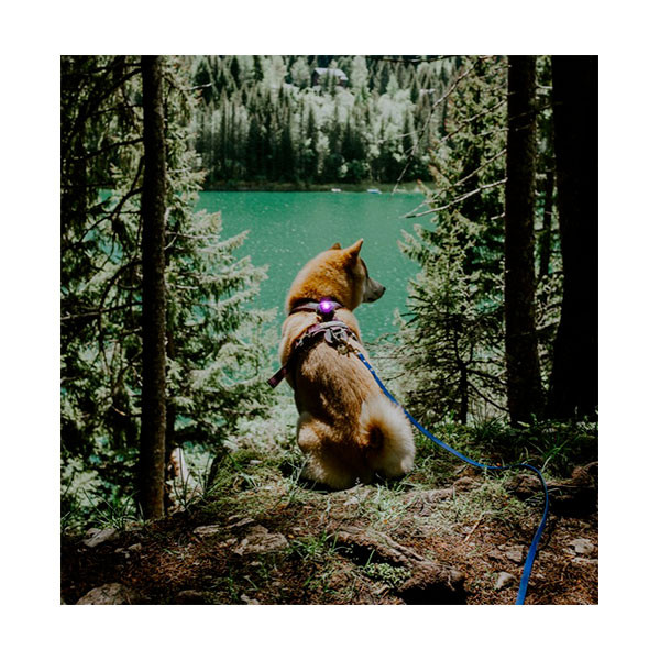 Orbiloc Lampe LED Dog Dual Safety Light