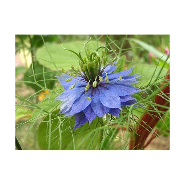 Huile de Nigelle Pure Naturelle pour Chien