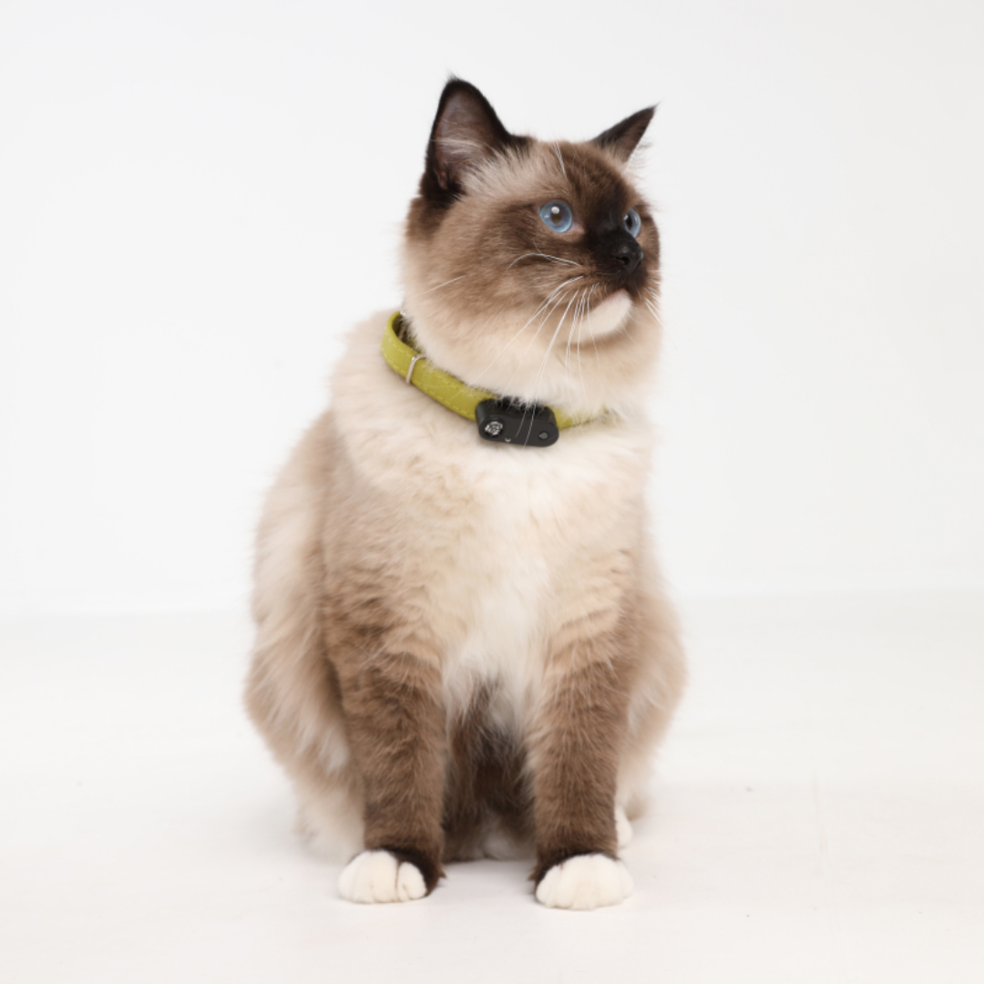 Tickless Mini Cat Rechargeable - Noir