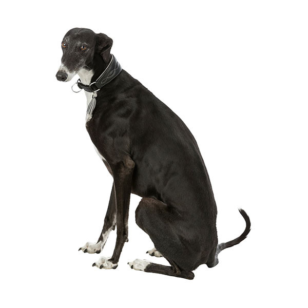 Trixie Active Comfort pour Lévrier Noir & Gris - S