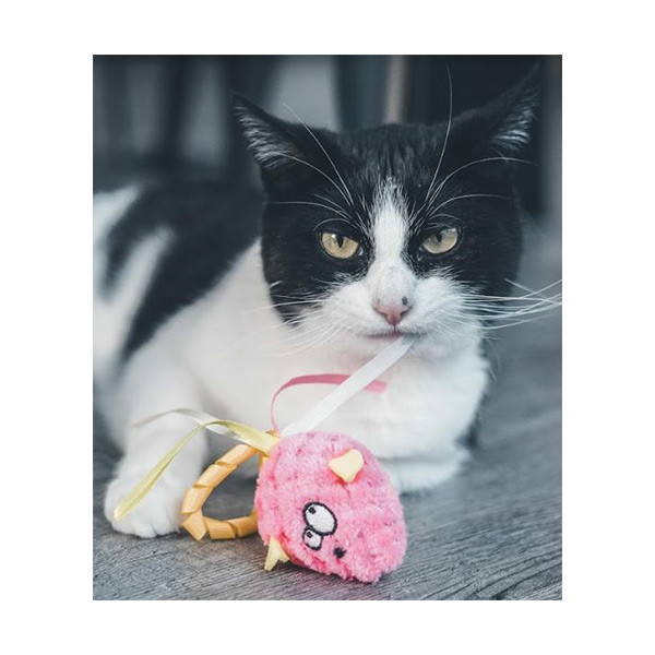 Souris Rose pour Chat