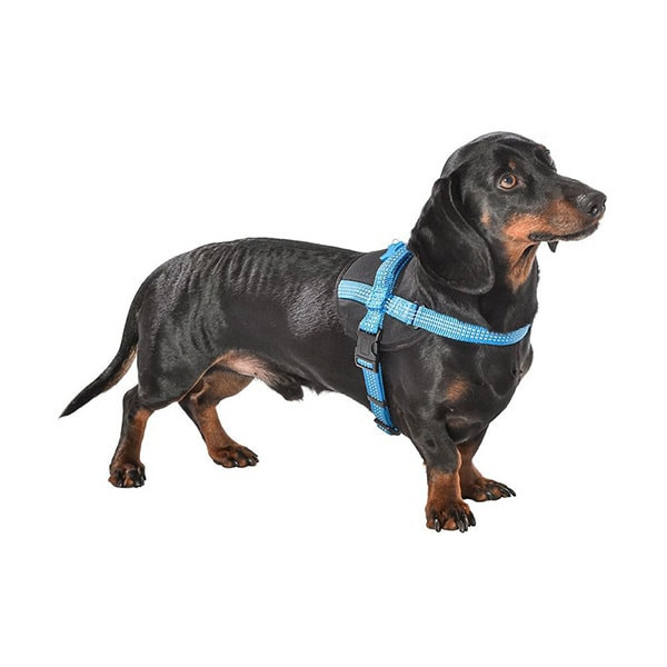 Bobby Harnais Easy Safe Bleu pour Chien - XS