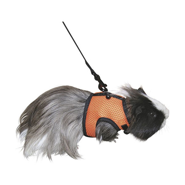 Harnais & Laisse pour Rongeur - Cochon D'inde