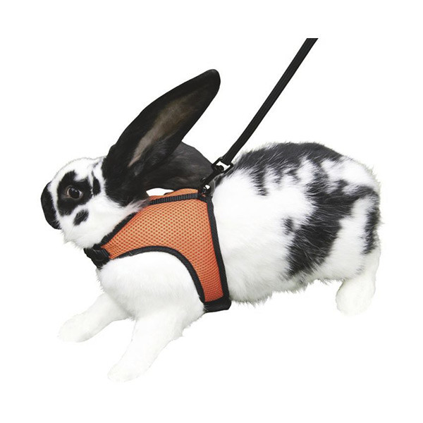 Harnais & Laisse pour Rongeur - Lapin