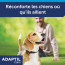 Adaptil Calm Collier pour Chien