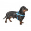 Bobby Harnais Easy Safe Bleu pour Chien