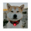 Orbiloc Lampe LED Dog Dual Safety Light
