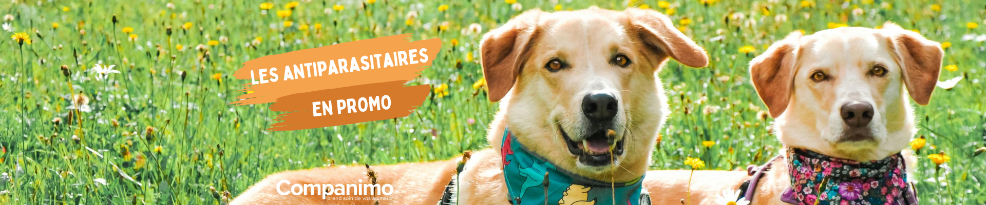Bannière antiparasitaires pour chien et chat