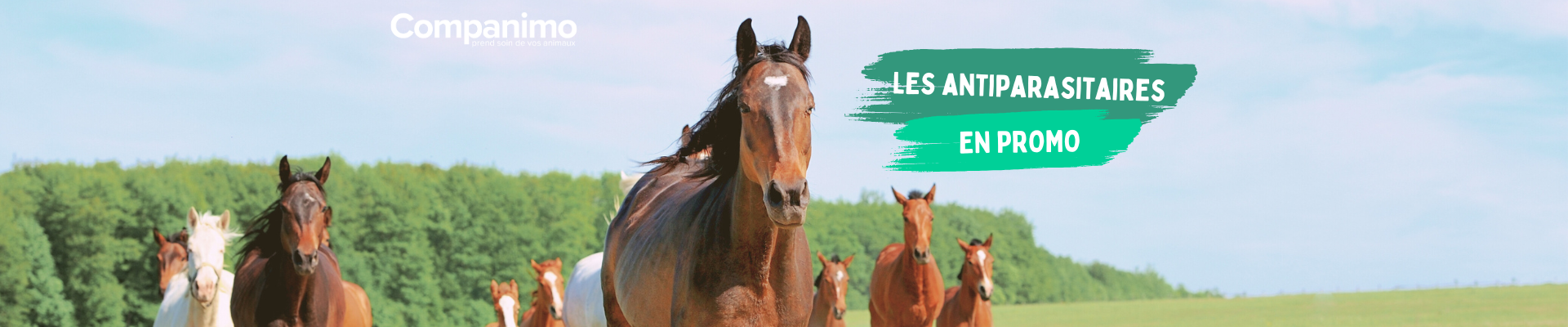 Bannière antiparasitaires pour cheval