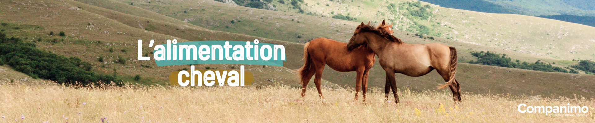 Bannière présentation des produits alimentaires pour chevaux