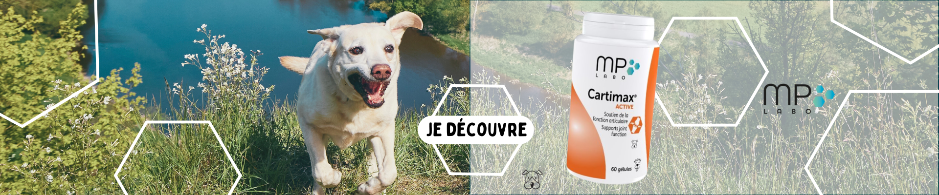 Bannière présentation Cartimax Active MPLABO, soutien articulaire chez le chien 