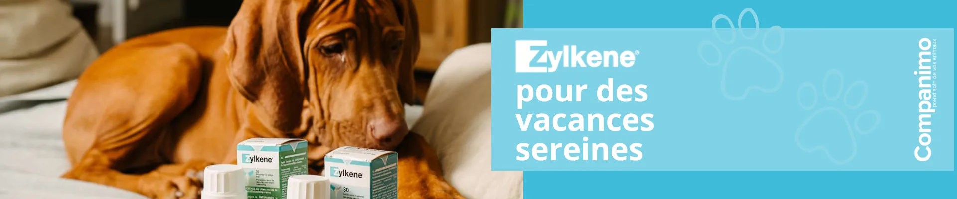 Bannière présentation et promotion Zylkne, pour des vacance sereines