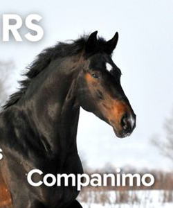 Arrivée de l'Univers Cheval sur Companimo