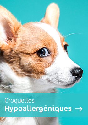 Croquettes hypoallergeniques chien