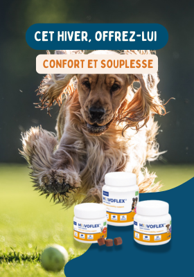 Mise en avant produits articulation chien