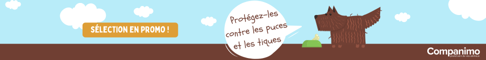 Au printemps, protégez votre animal contre les tiques et les puces