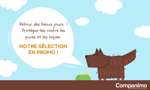 Au printemps, protégez votre animal contre les tiques et les puces