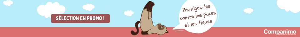 Au printemps, protégez votre animal contre les tiques et les puces