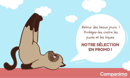 Au printemps, protégez votre animal contre les tiques et les puces