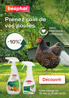 Prendre soin de ses poules