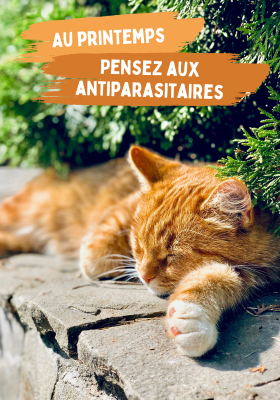 antiparasitaires chat