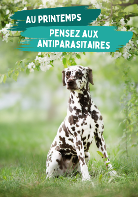 antiparasitaires chien
