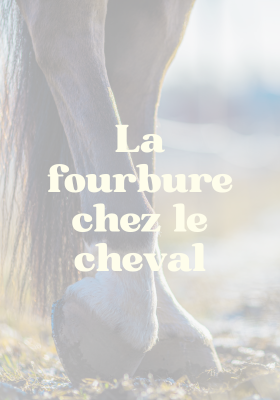 fourbure cheval