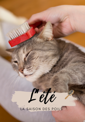 Brosse pour chat