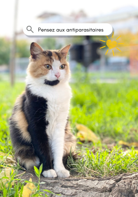 antiparasitaires chat