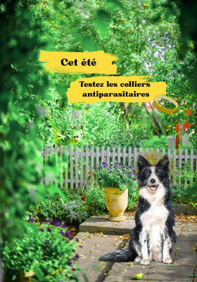 colliers antiparasitaires chien