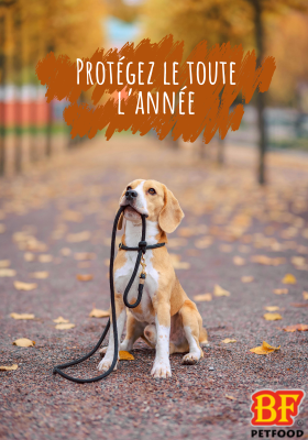 Comprimés répulsifs pour chien