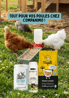 Prendre soin de ses poules