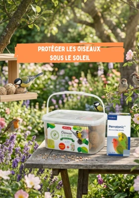 Oiseaux
