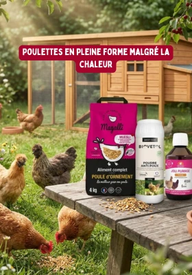 Prendre soin de ses poules