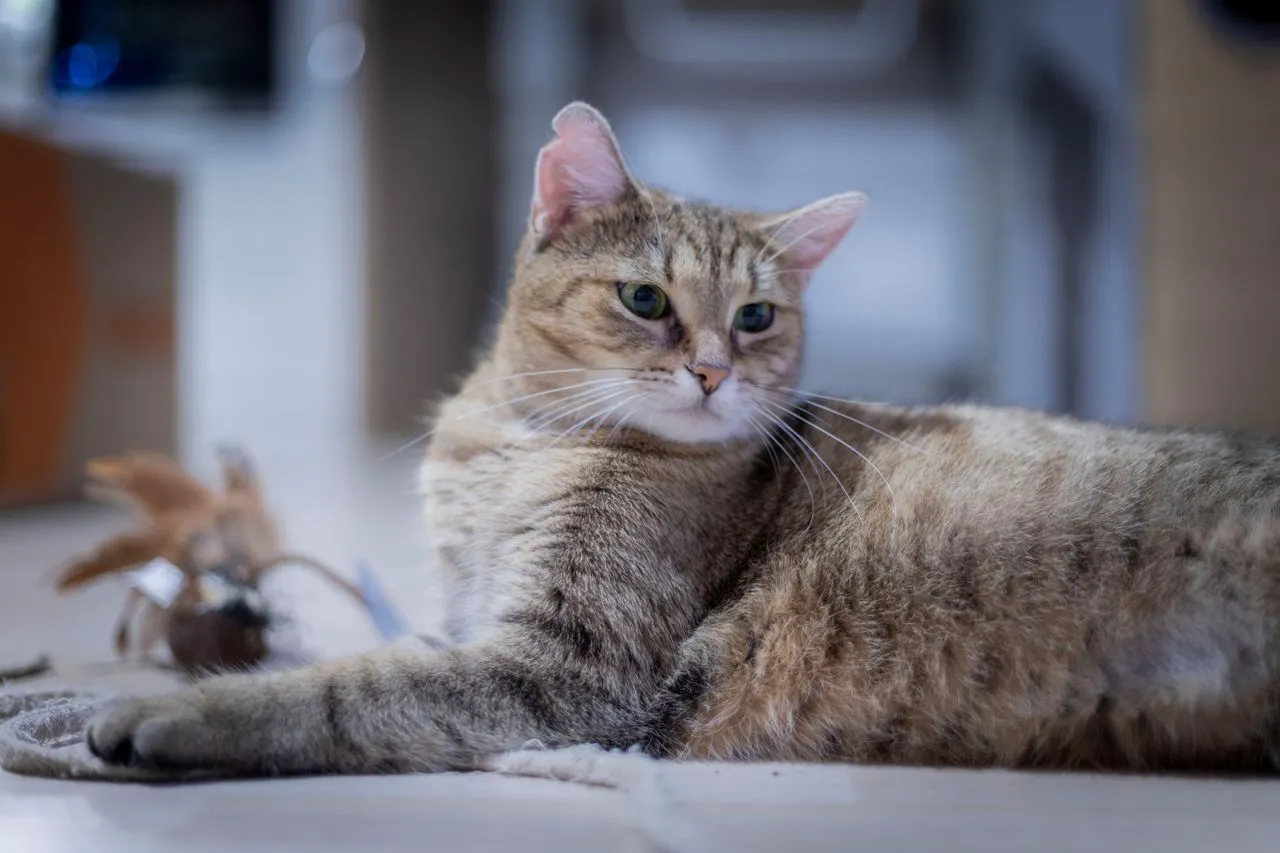 chat