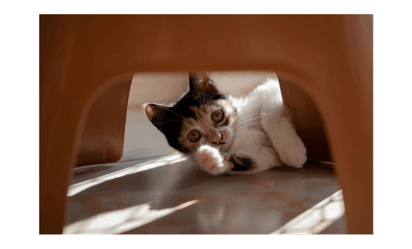 environnement des chatons