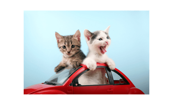 socialibisation des chatons