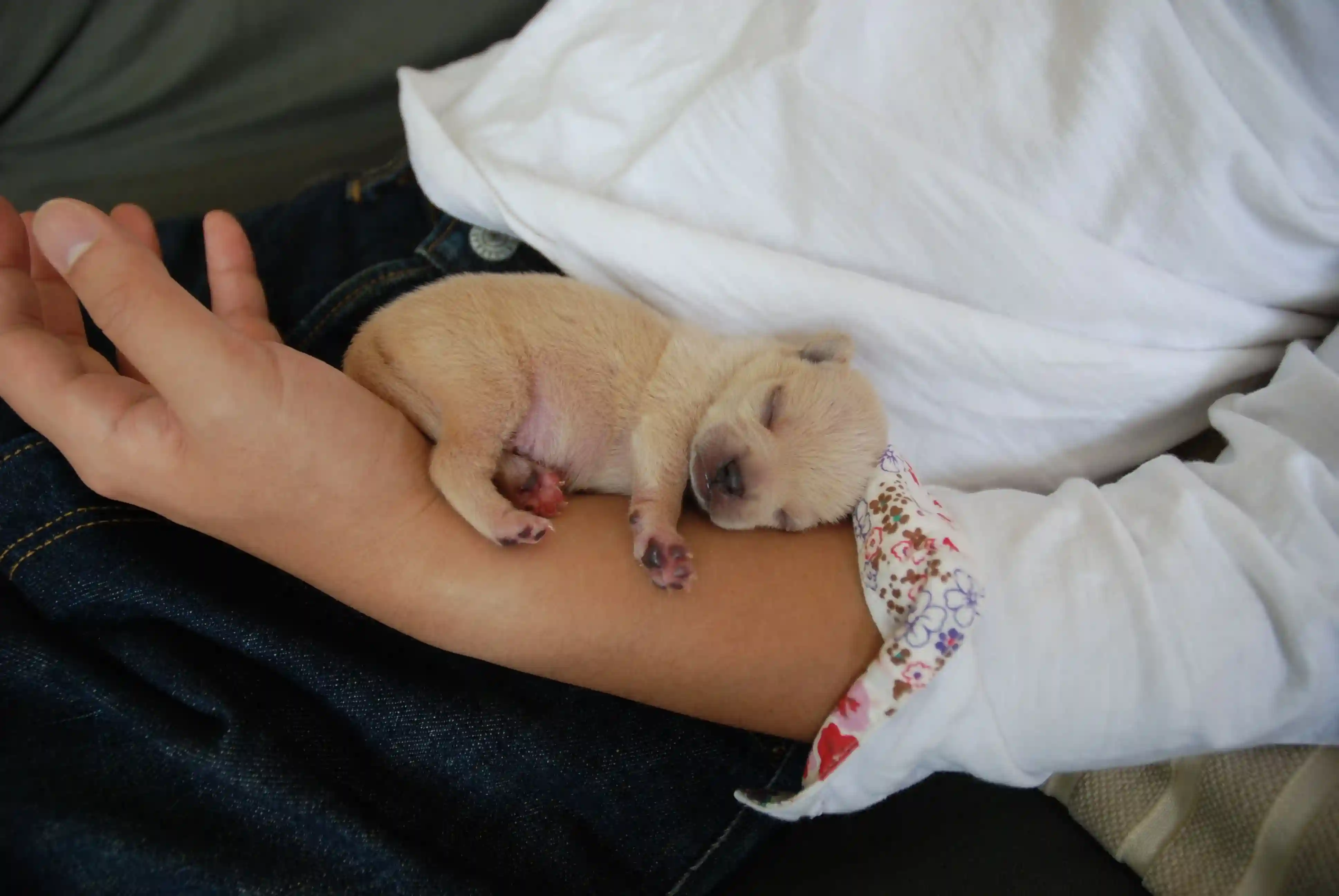 Adoption d'un chiot
