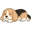 Chiot seul