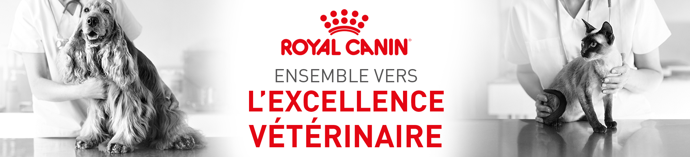 royal canin bannière