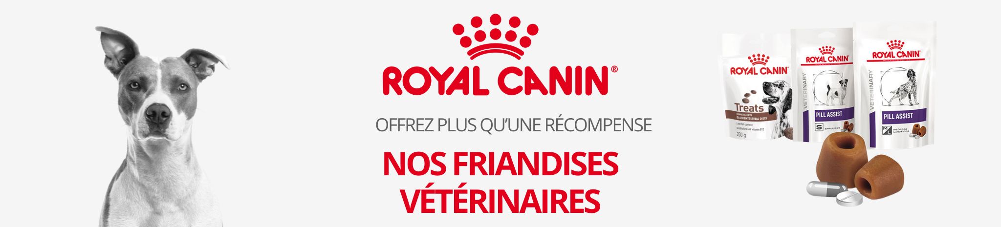 royal canin bannière
