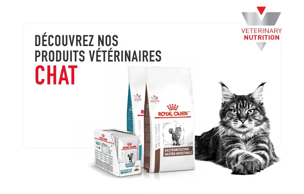 Alimentation chat