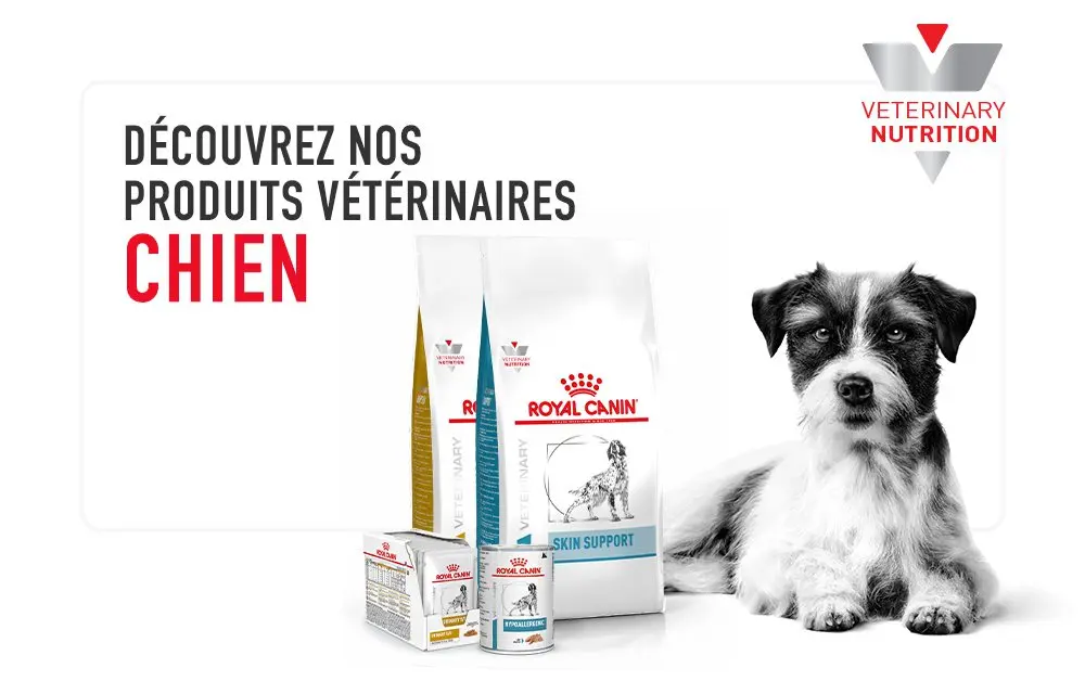 Alimentation chien