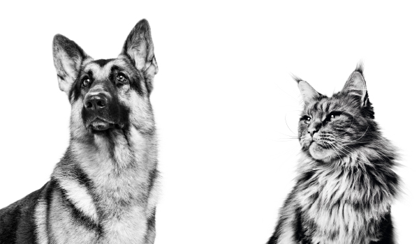 chien & chat